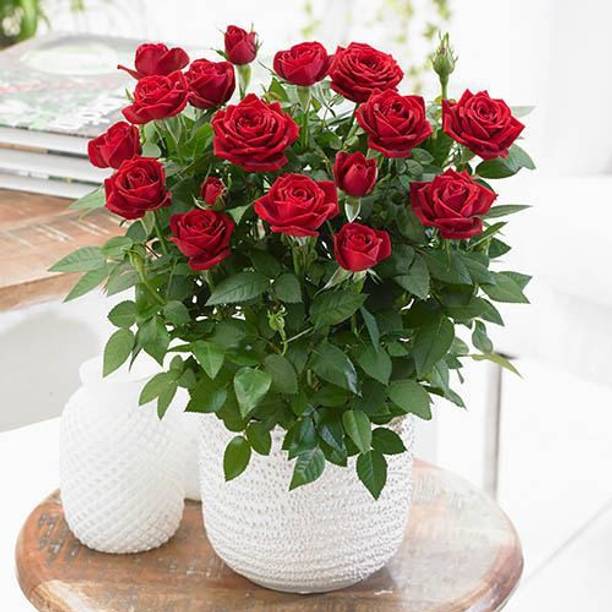 LaughEarth Rose Plant