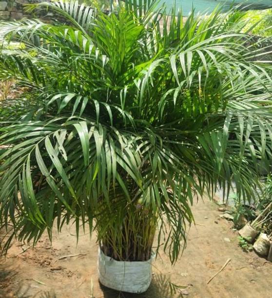 My Dream Nursery Areca Palm