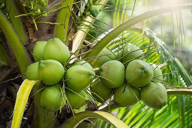 Fulmala Nursery Coconut Plant