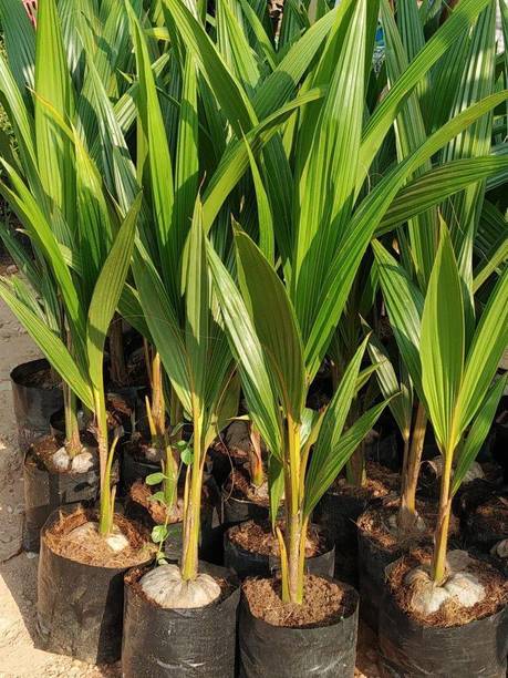 Mohomaya Coconut Plant
