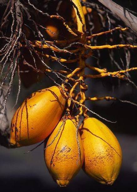 Beautiful Blooms Coconut Plant