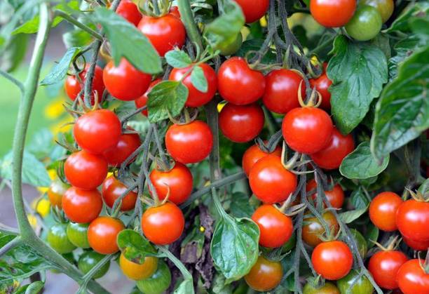 Greenery Live Seeds Hybrid Italian red cherry tomato Seed