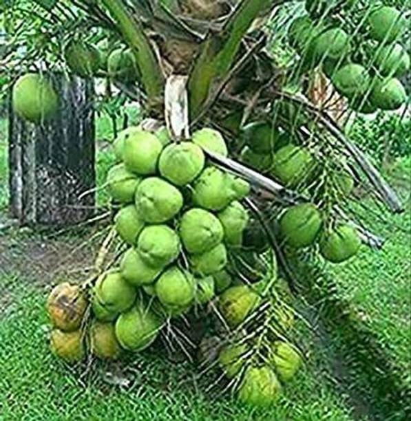 JAZEERA Coconut Plant