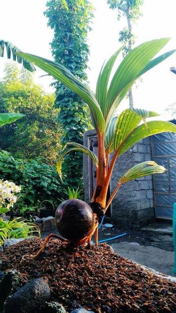 Bijaya Online Store Coconut Plant