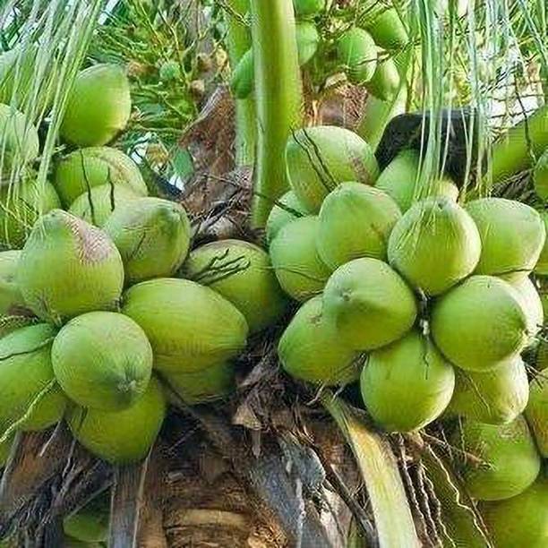 Bijaya Online Store Coconut Plant