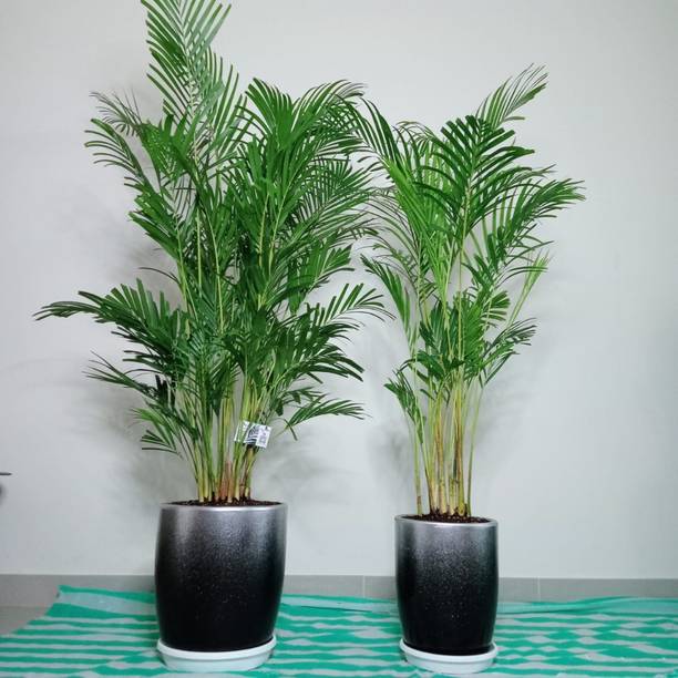 FSK Areca Palm