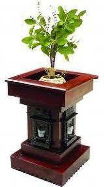 Cloud Farm Tulsi Plant