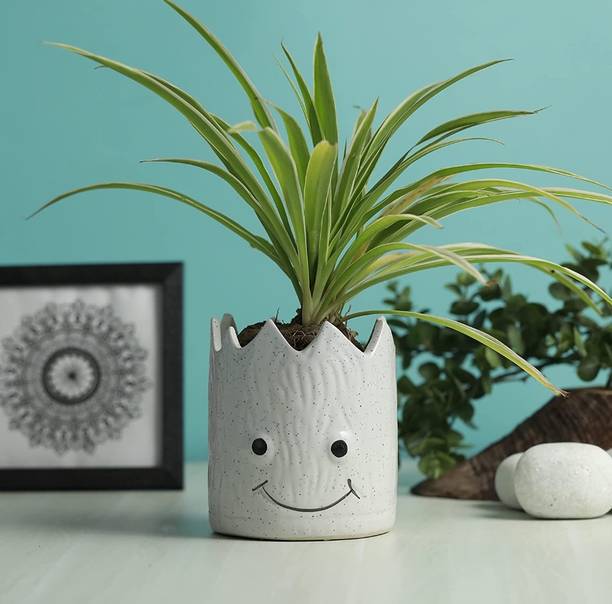 OriginalCeramics Plant Container Set