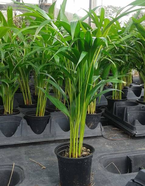 Decorate The World Areca Palm