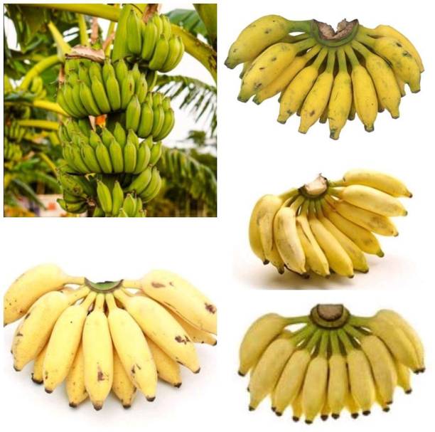 TAJGLOBE Banana Plant