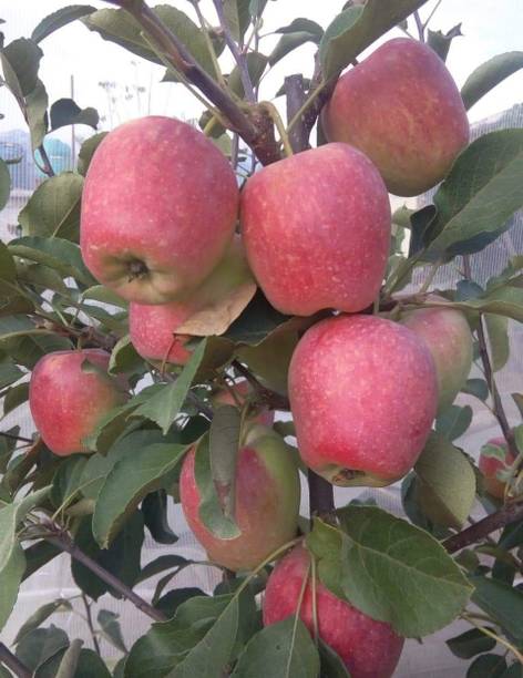 LaughEarth Apple Plant