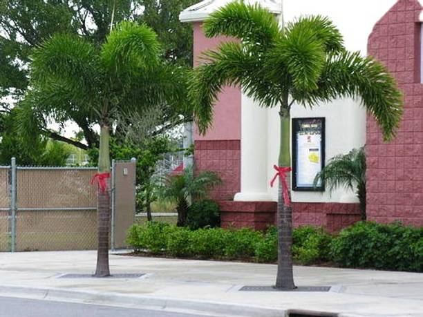 FSK Foxtail Palm Plant