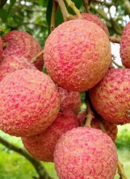 Heaven Of Saplings Litchi Plant