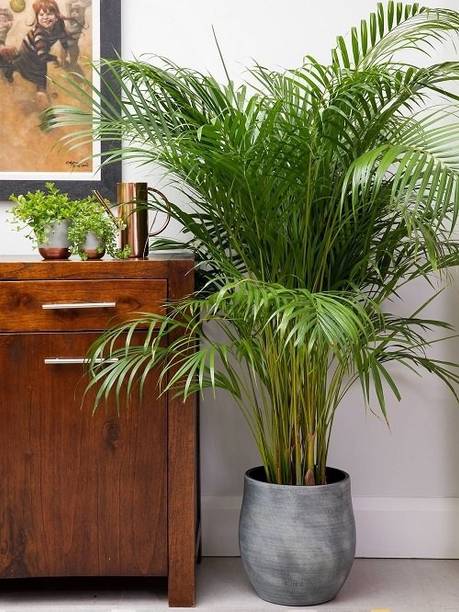 Globalplants Areca Palm