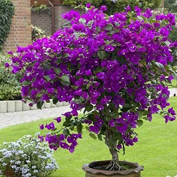 rimardmistu Bougainvillea Plant