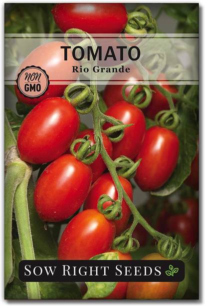 WILLVINE XLL-658 Rio Grande Tomato Seed-1000 Seeds Seed