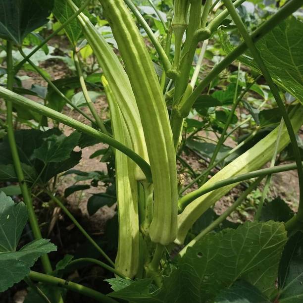 VibeX ® VMR-448 Elephant Tusk Okra Seeds Seed