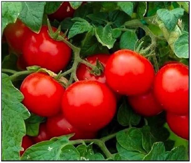 WILLVINE XLL-1 Cherry Tomato Seeds Large Seed