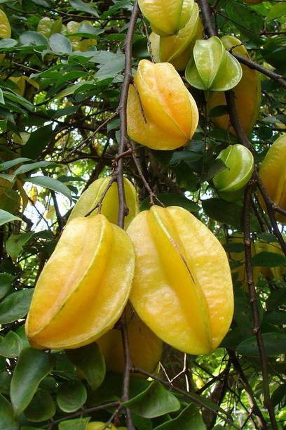 Cloud Farm Star Fruit Carambola Grafted Plant