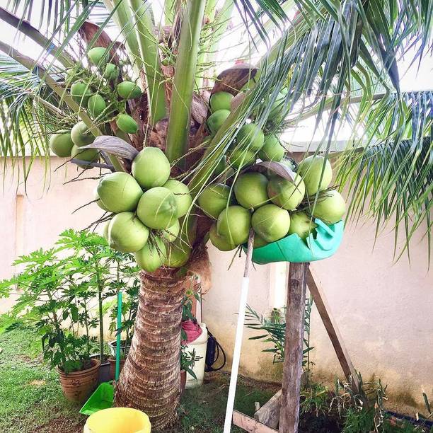 GURVEPLANTATIONI Coconut Plant
