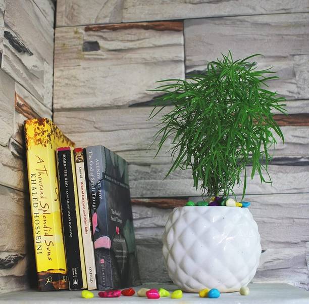 OriginalCeramics Diamond Design Small Ceramic Pot Plant Container Set