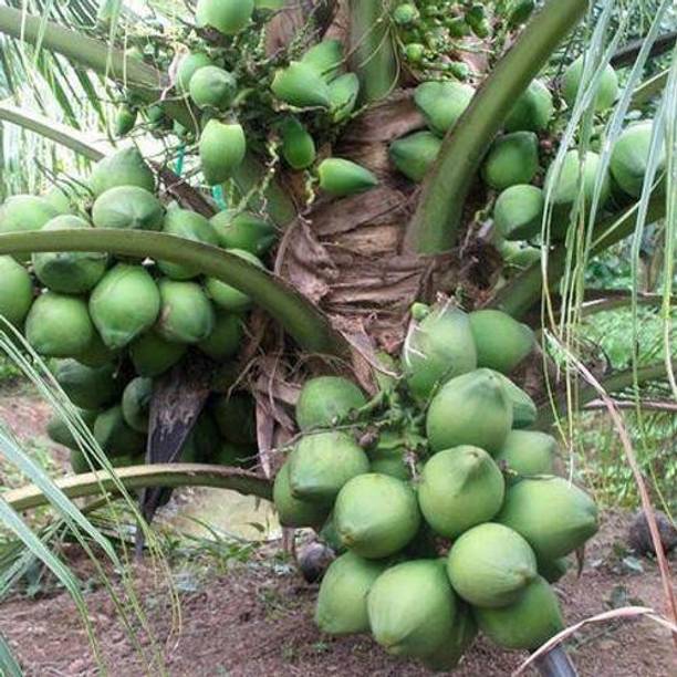 APOSOLUARD Coconut Plant