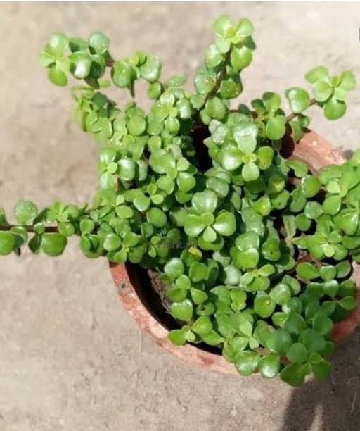 NISHKAM Jade Plant