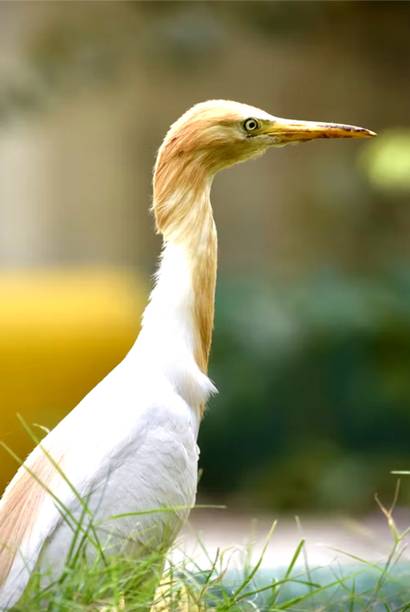 Wild Birds Paper Poster ( Poster 12X18 Inch Rolled ) Paper Poster Paper Print Paper Print