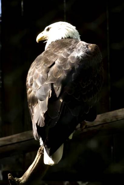 Wild Bird Paper Poster ( Poster 12X18 Inch Rolled ) Paper Poster Paper Print Paper Print