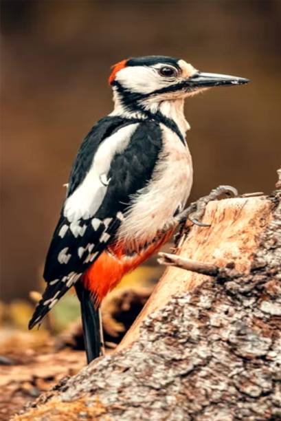 Cut _ Bird Paper Poster ( Poster 12X18 Inch Rolled ) Paper Poster Paper Print Paper Print