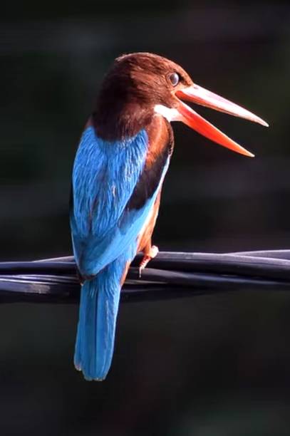 Wild Bird Paper Poster ( Poster 12X18 Inch Rolled ) Paper Poster Paper Print Paper Print