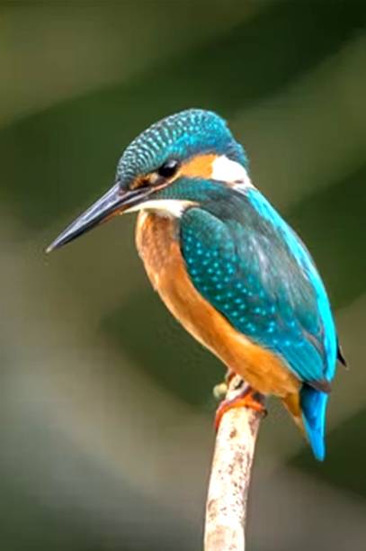 Birds Paper Poster ( Poster 12X18 Inch Rolled ) Paper Poster Paper Print Paper Print