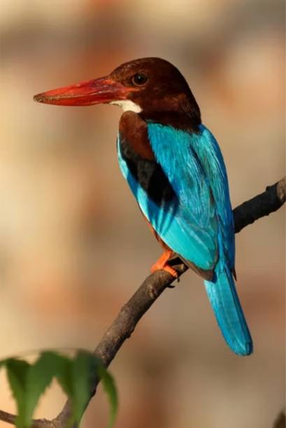 Wild Bird Paper Poster ( Poster 12X18 Inch Rolled ) Paper Poster Paper Print Paper Print