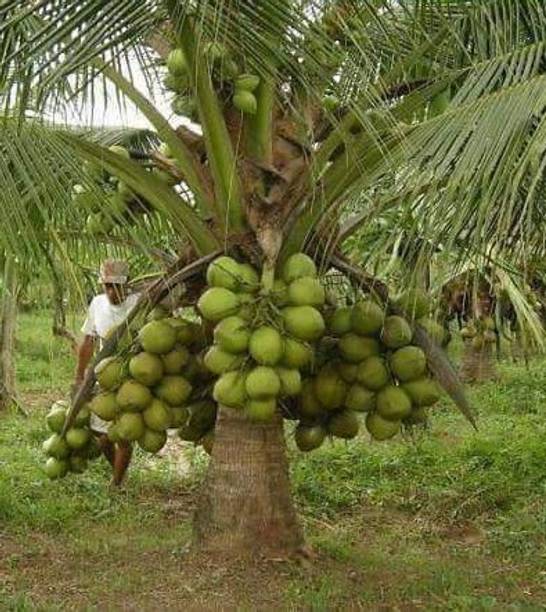 My Dream Nursery Coconut Plant