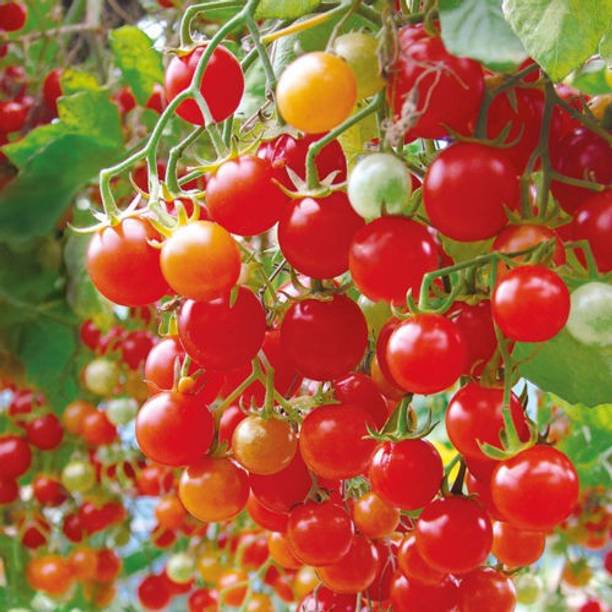 Nooelec India Cherry Tomato Seed