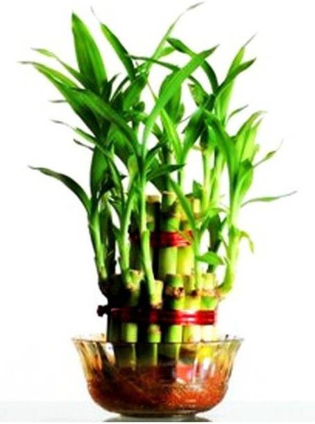 Green Plant indoor 2 Layer Lucky Bamboo Plants Seed