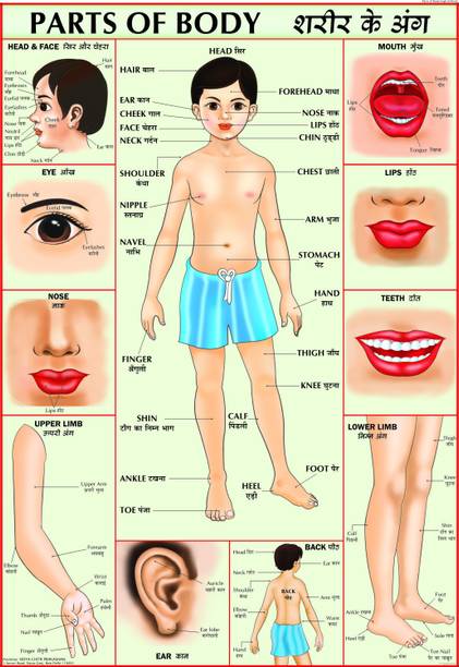 Human Body Parts For Children Paper Print