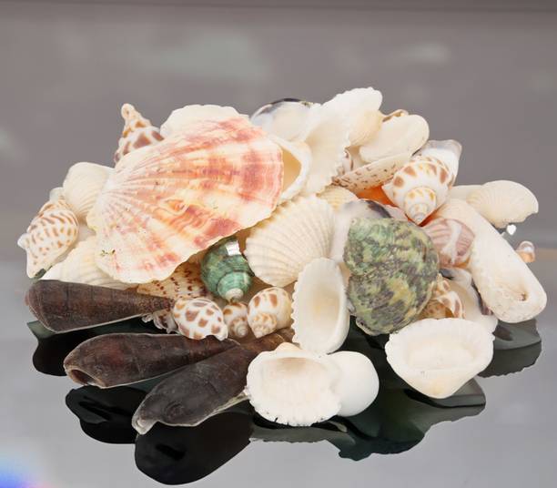 asfly Sea Shells Aquarium Sea shale Home Decoration Used Aquarium & craft H29 Shale Unplanted Substrate