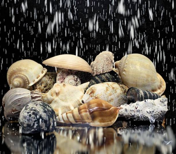 asfly Sea Shells Aquarium Sea shale Home Decoration Used Aquarium & craft H33 Shale Unplanted Substrate