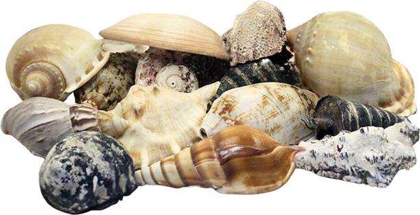 asfly Sea Shells Aquarium Sea shale Home Decoration Used Aquarium & craft H35 Shale Unplanted Substrate