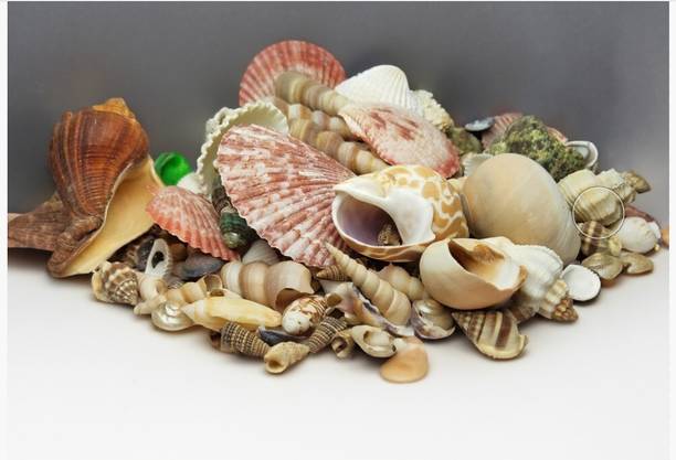 asfly Sea Shells Aquarium sea shale Snail For Vase Ornaments, Home Decor Shale Unplanted Substrate