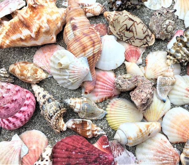 asfly Sea Shells Aquarium Sea shale Home Decoration Used Aquarium & craft Shale Unplanted Substrate