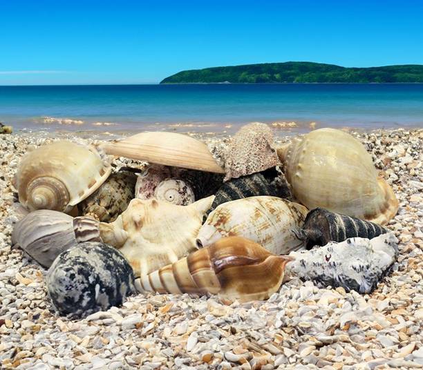 asfly Sea Shells Aquarium Sea shale Home Decoration Used Aquarium & craft H34 Shale Unplanted Substrate