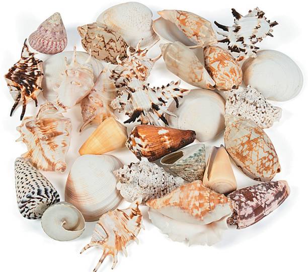 asfly Sea Shells Aquarium Sea shale Home Decoration Used Aquarium & craft Shale Unplanted Substrate