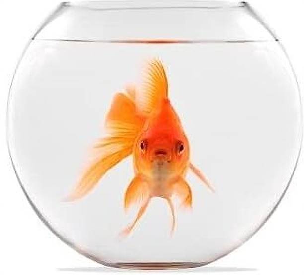 SEETASTIC 8 Inchi without coller @3 Round Ends Aquarium Tank