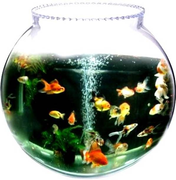 ATLOYAL Collar 8 inch Round Ends Aquarium Tank