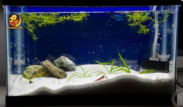 PMW FTA-4640 Rectangle Aquarium Tank