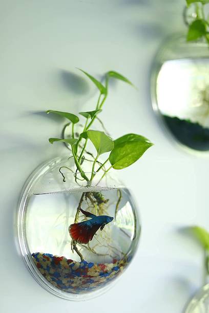 Mistletoe Wall Hanging Fish Bowll Round Ends Aquarium Tank