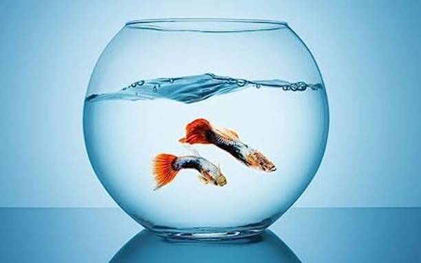 AIVYANSH 12 inchi without coller @a5 Round Ends Aquarium Tank