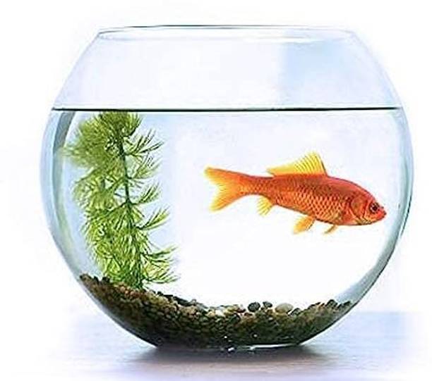 SAVORADE 6 Inchi without coller @7 Round Ends Aquarium Tank